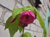 Kambarinis Klevelis Abutilon - nuotraukos Nr. 2