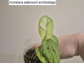 Monsteros, zz, juka, alocasia, singonis,difenbach - nuotraukos Nr. 5