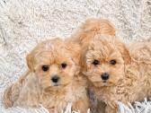 Maltipoo F1