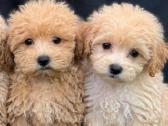 Maltipoo F1 - nuotraukos Nr. 2