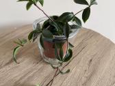 Peperomia pereskiifolia - nuotraukos Nr. 2