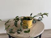 Peperomia pereskiifolia - nuotraukos Nr. 3