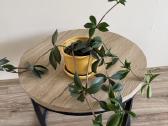 Peperomia pereskiifolia - nuotraukos Nr. 5