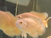 Oscar super red - nuotraukos Nr. 2