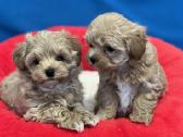 Maltipoo - nuotraukos Nr. 2