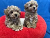 Maltipoo - nuotraukos Nr. 3