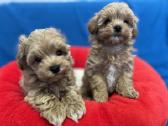 Maltipoo - nuotraukos Nr. 4