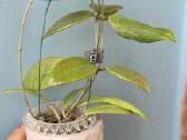 Vaškuole,hoya Wibergiae - nuotraukos Nr. 2