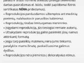 Algio Kriščiūno paveikslas “braveheart - nuotraukos Nr. 5