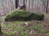 Vokiečių aviganių šuniukai - nuotraukos Nr. 18