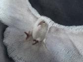 Yeezy gap dove balenciaga hoodie - nuotraukos Nr. 6