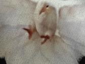 Yeezy gap dove balenciaga hoodie - nuotraukos Nr. 24