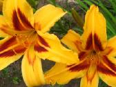Daugiametės gėlės - Iris, Viendienės - nuotraukos Nr. 7