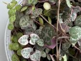 String of turtles_ceropegia woodii - nuotraukos Nr. 2