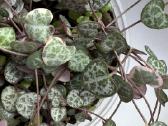 String of turtles_ceropegia woodii - nuotraukos Nr. 3
