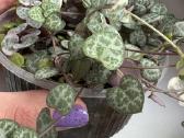 String of turtles_ceropegia woodii - nuotraukos Nr. 4