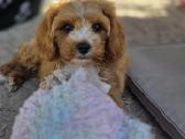 Cavapoo mazylis Hobis