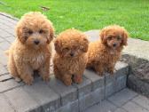 Maltipoo šuniukai