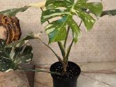 Gražuolė monstera Thai constellation - nuotraukos Nr. 2