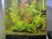 Dennerle nano cube 20l akvariumas - nuotraukos Nr. 2