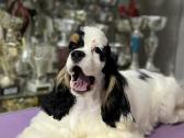 Amerikiečių kokerspanieliai - nuotraukos Nr. 8