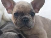 Prancuzu buldogai/prancuziukai/french bulldog - nuotraukos Nr. 10