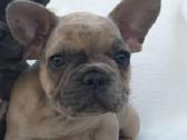 Prancuzu buldogai/prancuziukai/french bulldog - nuotraukos Nr. 11