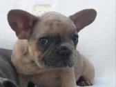 Prancuzu buldogai/prancuziukai/french bulldog - nuotraukos Nr. 12