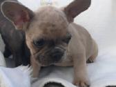 Prancuzu buldogai/prancuziukai/french bulldog - nuotraukos Nr. 13