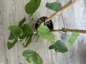 Monstera borsigiana - 3 auginiai vazone - nuotraukos Nr. 2
