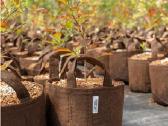 Root Pouch tekstiliniai auginimo maišai 3,8–45 l - nuotraukos Nr. 6