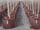 Root Pouch tekstiliniai auginimo maišai 3,8–45 l - nuotraukos Nr. 7