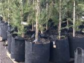 Root Pouch tekstiliniai auginimo maišai 3,8–45 l - nuotraukos Nr. 8