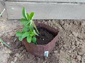 Root Pouch tekstiliniai auginimo maišai 3,8–45 l - nuotraukos Nr. 2