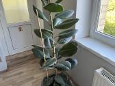 Stambialapis fikusas - nuotraukos Nr. 2