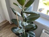 Stambialapis fikusas - nuotraukos Nr. 3