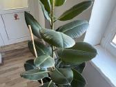 Stambialapis fikusas - nuotraukos Nr. 4