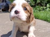 Kavalieriaus Karaliaus Karolio Spanielių šuniuka - nuotraukos Nr. 23