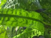 Akvariumas augalai - nuotraukos Nr. 2