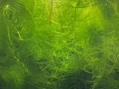 Akvariumas augalai - nuotraukos Nr. 3