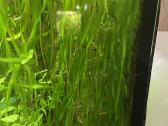 Akvariumas augalai - nuotraukos Nr. 4