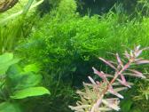 Akvariumas augalai - nuotraukos Nr. 5