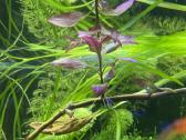 Akvariumas augalai - nuotraukos Nr. 7