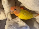 Parduodama papūgėlė – (agapornis) - nuotraukos Nr. 2