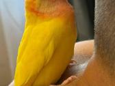 Parduodama papūgėlė – (agapornis) - nuotraukos Nr. 3