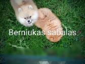 Pomeranijos nykštukinių špice Boo - nuotraukos Nr. 8