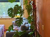 Dovanoju monstera - nuotraukos Nr. 2