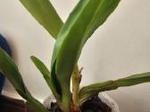Orchideja - nuotraukos Nr. 2