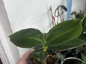 Nykštukinio banano „Dwarf Cavendish“ sodinukai. - nuotraukos Nr. 3