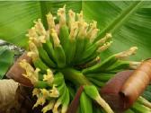 Nykštukinio banano „Dwarf Cavendish“ sodinukai. - nuotraukos Nr. 4